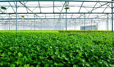 3 đại gia giúp Vingroup đạt tham vọng thống lĩnh thị trường rau sạch là ai?